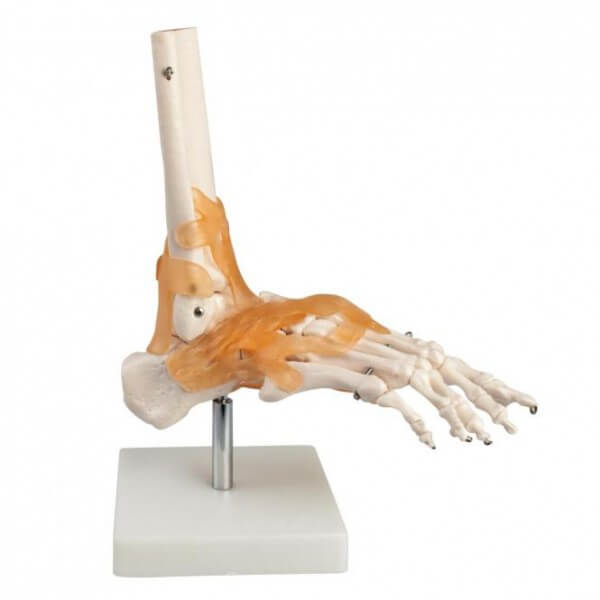 Modell Anatomisches Fuss-Skelett Fuss-Modell mit Bandapparat in Lebensgrösse